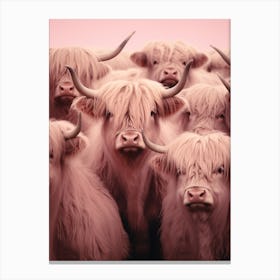 Heard Of Highland Cows Pink Realistic Photography 1 Canvas Print