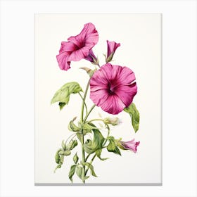 Petunias Flower Vintage Botanical 0 Canvas Print
