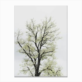 Tree In Tuscany Canvas Print