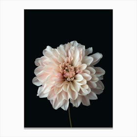 Dahlia Canvas Print