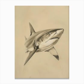 Bigeye Thresher Shark Vintage Illustration 3 Canvas Print