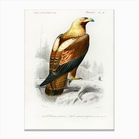 Eastern Imperial Eagle (Aquila Heliaca), Charles Dessalines D' Orbigny Canvas Print