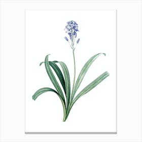 Vintage Spanish Bluebell Botanical Illustration on Pure White n.0008 Canvas Print