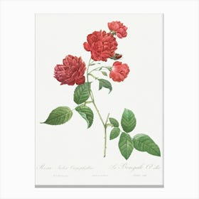 Red Cabbage Rose, Pierre Joseph Redoute Canvas Print