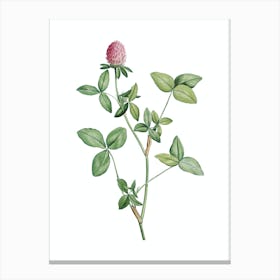 Vintage Pink Clover Botanical Illustration on Pure White n.0653 Canvas Print