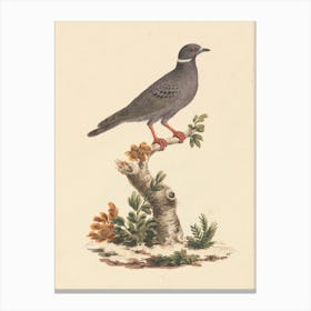 Album Of 34 Drawings Of Animals And Birds From The Bruce Archive, Luigi Balugani Canvas Print
