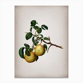 Vintage Pear Botanical on Parchment n.0778 Canvas Print