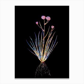 Stained Glass Blue Corn Lily Mosaic Botanical Illustration on Black n.0310 Canvas Print