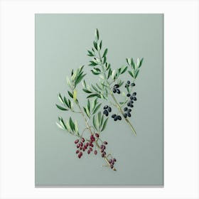 Vintage Wild Olive Botanical Art on Mint Green n.0161 Canvas Print