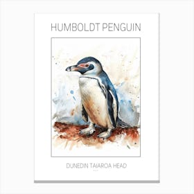 Humboldt Penguin Dunedin Taiaroa Head Watercolour Painting 1 Poster Canvas Print