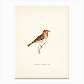 Common Rosefinch Male (Carpodacus Erythrinus), The Von Wright Brothers Canvas Print