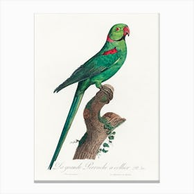 The Rose Ringed Parakeet From Natural History Of Parrots, Francois Levaillant 2 Canvas Print