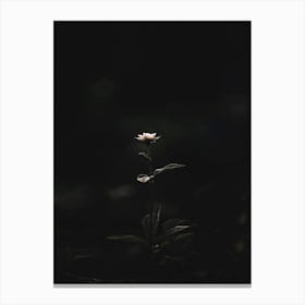 Single Flower In The Dark 105 Canvas Print