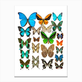 Collection Of Butterflies Canvas Print