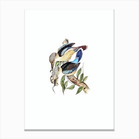 Vintage Fawn Breasted Kingfisher Bird Illustration on Pure White n.0266 Canvas Print