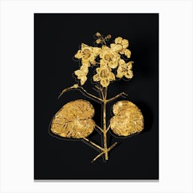Vintage Catalpa Cordifolia Flower Botanical in Gold on Black n.0401 Canvas Print