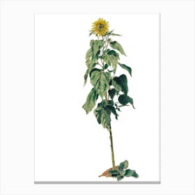 Sunflower Canvas Print