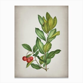 Vintage Strawberry Tree Branch Botanical on Parchment n.0232 Canvas Print
