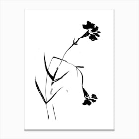Black Carnation Flowers Canvas Print
