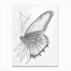 Butterfly Outline Greyscale Sketch 1 Canvas Print