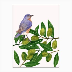 Bluebird On Olive Branch Canvas Print