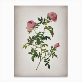 Vintage Rose of the Hedges Botanical on Parchment n.0311 Canvas Print