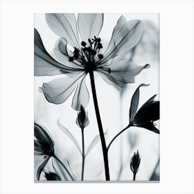 Black And White Flower Silhouette 9 Canvas Print