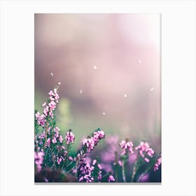 Pink Flowers In A Field 2 Canvas Print