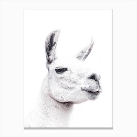 Llama II Canvas Print