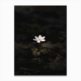 White Flower In The Dark 29 Canvas Print