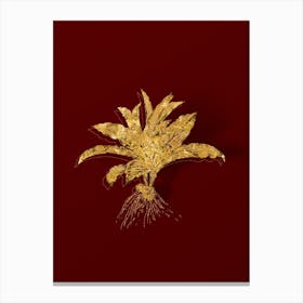 Vintage Kaempferia Angustifolia Botanical in Gold on Red n.0270 Canvas Print