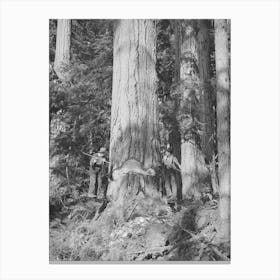 Long Bell Lumber Company, Cowlitz County, Washington, Fallers Undercutting A Fir Tree By Russell Lee Canvas Print