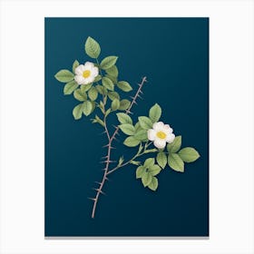 Vintage Spiny Leaved Rose of Dematra Botanical Art on Teal Blue n.0058 Canvas Print