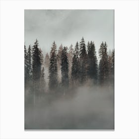 Foggy Evergreen Forest Canvas Print