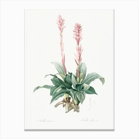 Latin American Lady Orchid, Pierre Joseph Redoute Canvas Print