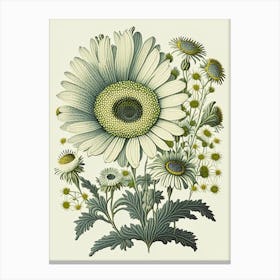 Daisy 1 Floral Botanical Vintage Poster Flower Canvas Print