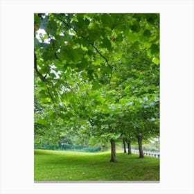 Green Trees In A Park Canvas Print