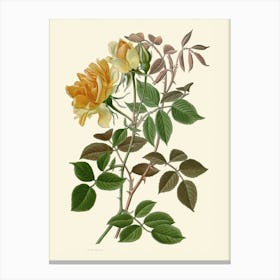 Yellow Roses Canvas Print