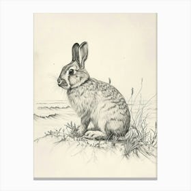 Holland Lop Rabbit Drawing 2 Canvas Print