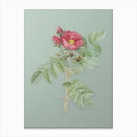 Vintage Kamtschatka Rose Botanical Art on Mint Green n.0977 Canvas Print