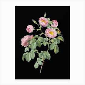 Vintage Tomentose Rose Botanical Illustration on Solid Black n.0658 Canvas Print