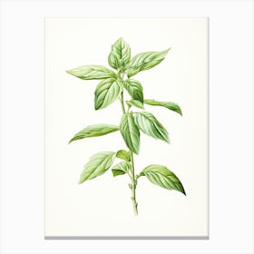 Basil Vintage Botanical Herbs 0 Canvas Print