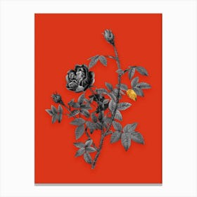Vintage Moss Rose Black and White Gold Leaf Floral Art on Tomato Red n.0195 Canvas Print