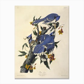 Blue Jay, John James Audubon Canvas Print