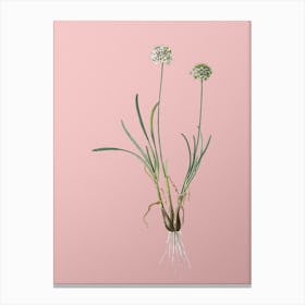 Vintage Allium Carolinianum Botanical on Soft Pink Canvas Print