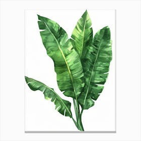 Banana Leaf 13 Canvas Print