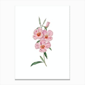 Vintage Pink Ruddy Godetia Botanical Illustration on Pure White n.0226 Canvas Print