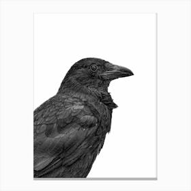Black Crow Canvas Print