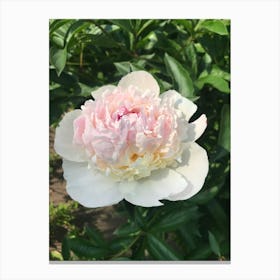 Img 4570   Peony paradise Canvas Print