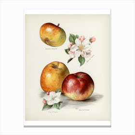 Apple Blossoms 1 Canvas Print